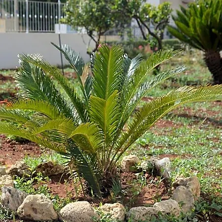 'a Capitana Castelluzzo